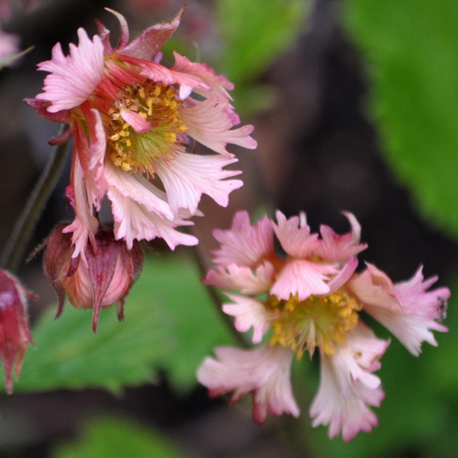 Гравилат Пинк флаффи