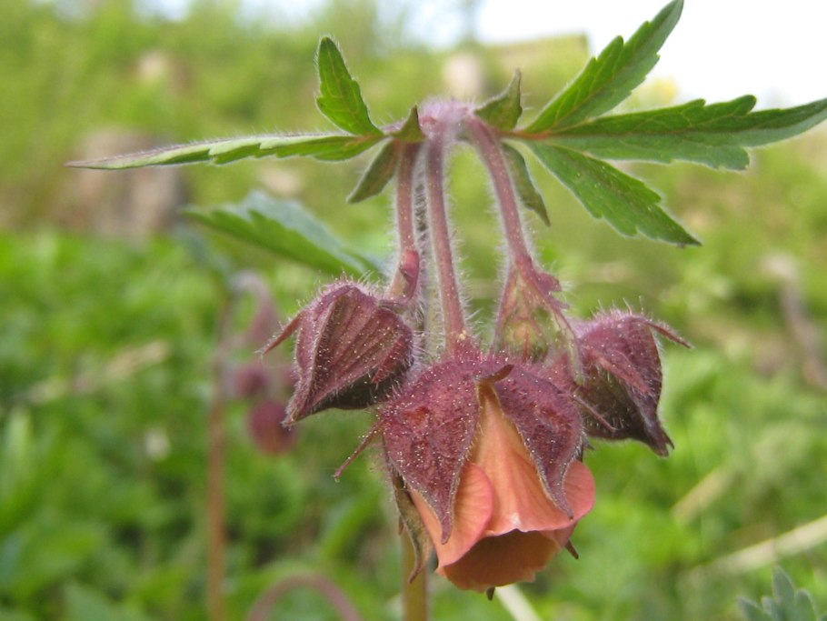 Гравилат Речной Болотная