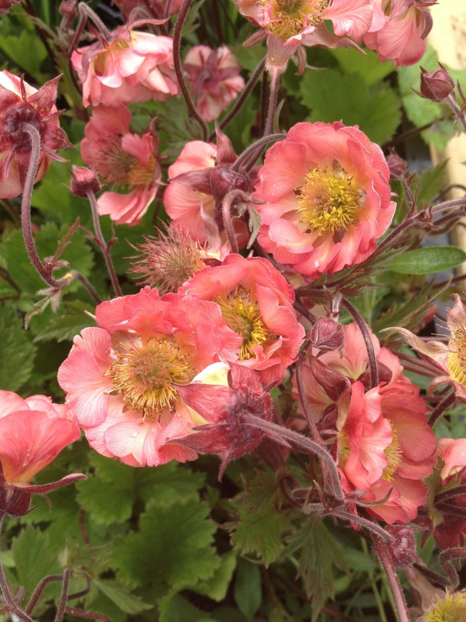 Гравилат Космополитен