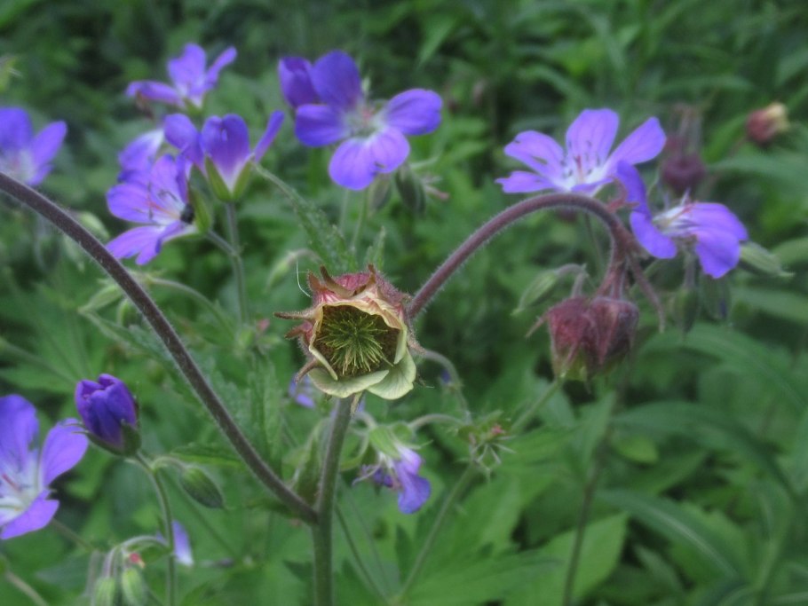 Гравилат лист фиолетовый