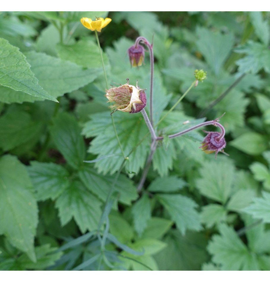 Гравилат Речной Альба