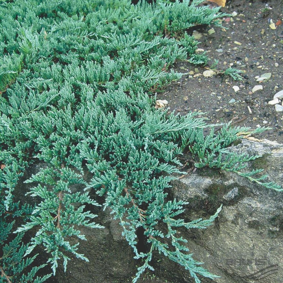Можжевельник казацкий glauca