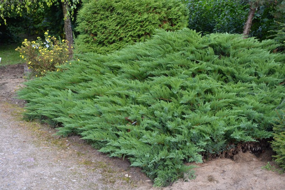 Juniperus horizontalis