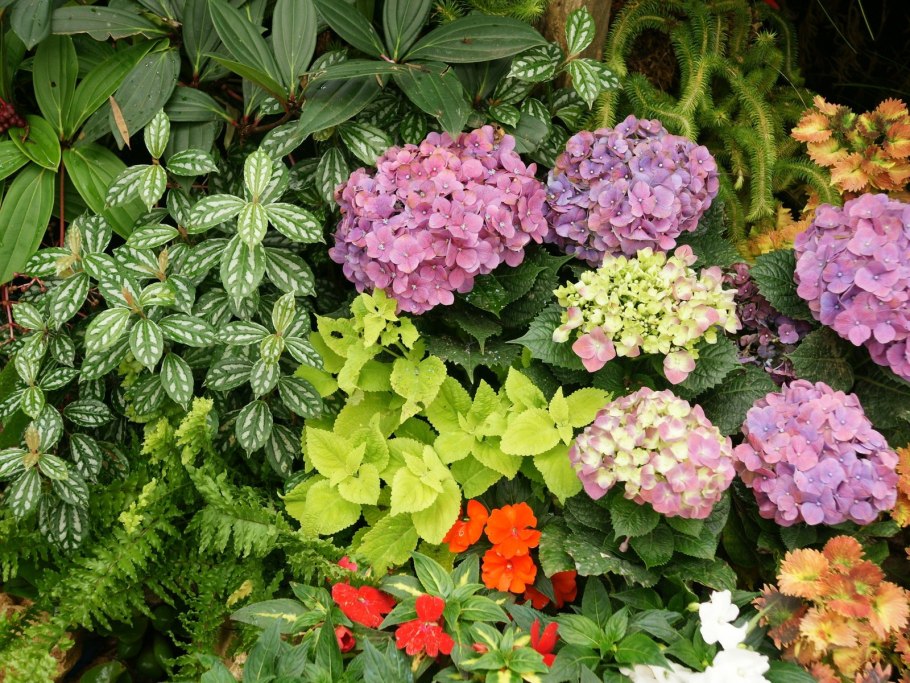 Тенелюбивые цветы однолетники