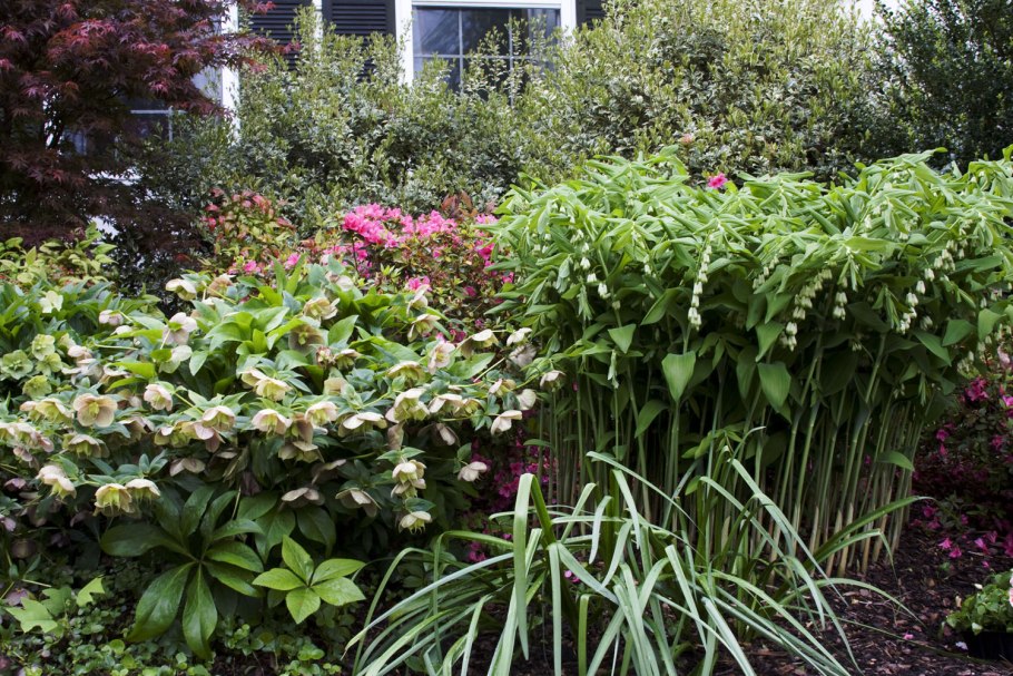 Бадан цветок многолетник