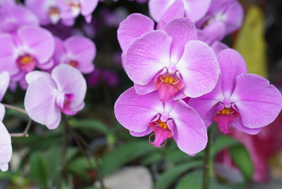 Орхидея Тропикал