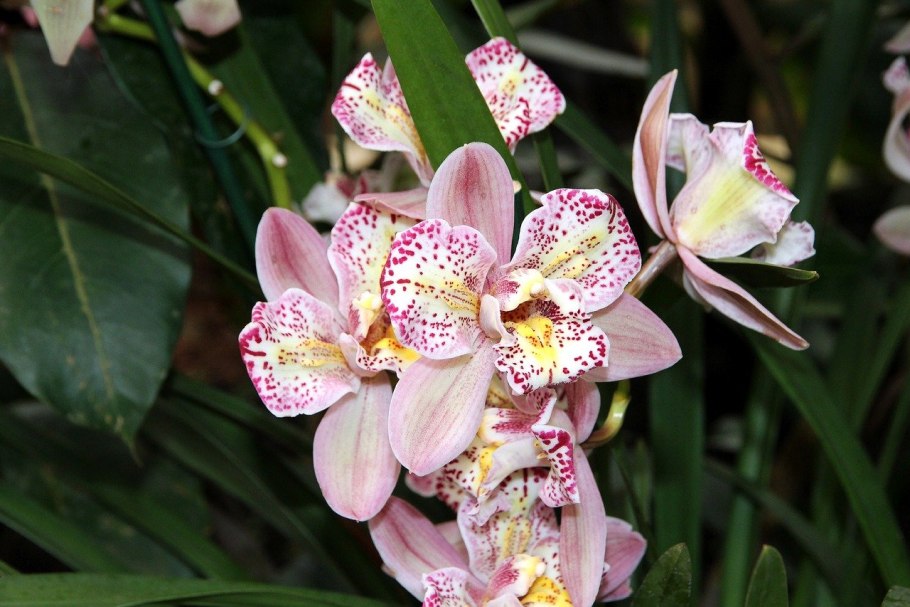 Фаленопсис Тропик Оцелот