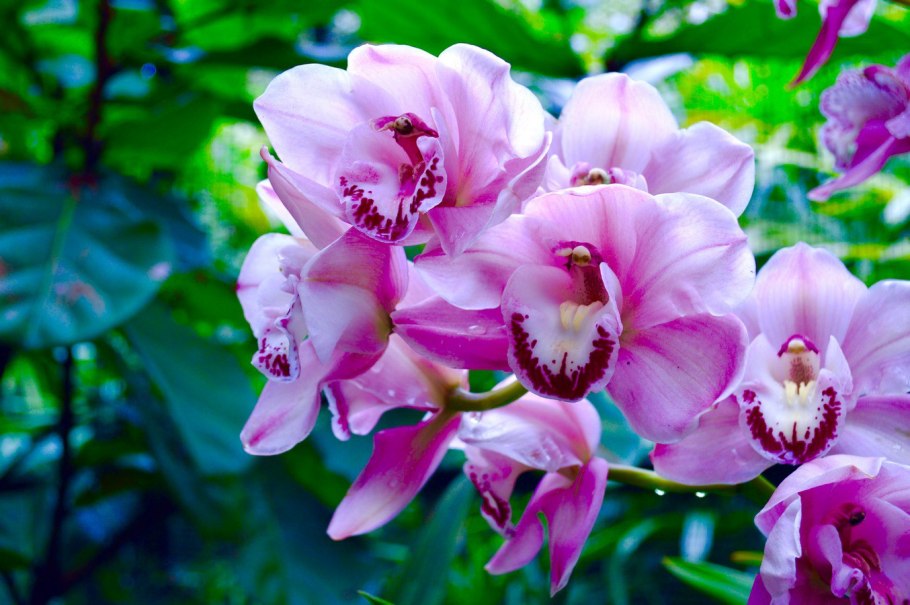 Орхидеи в Аптекарском огороде 2021