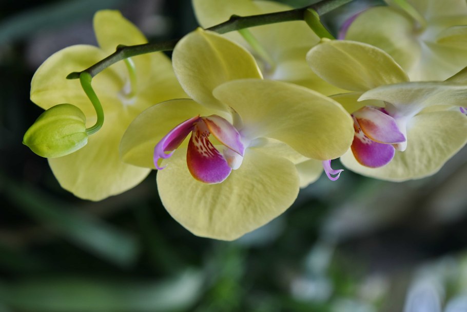 Фаленопсис Tropical Flora