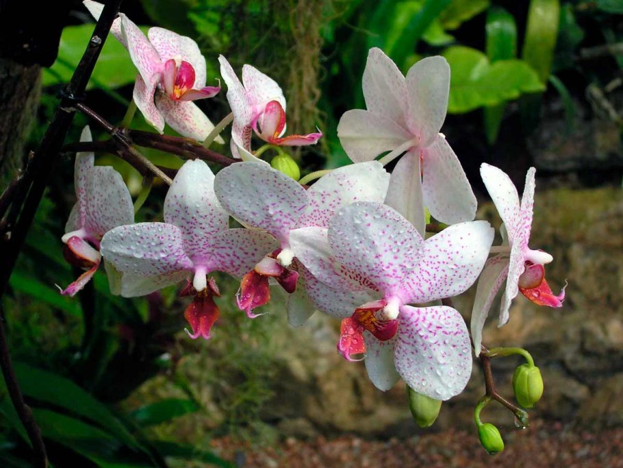 Фаленопсис Туркиш Делайт