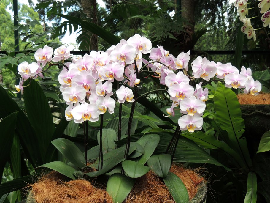 Орхидея фаленопсис в природе