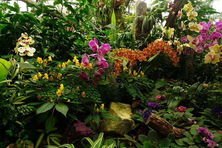 Фаленопсис эпифит