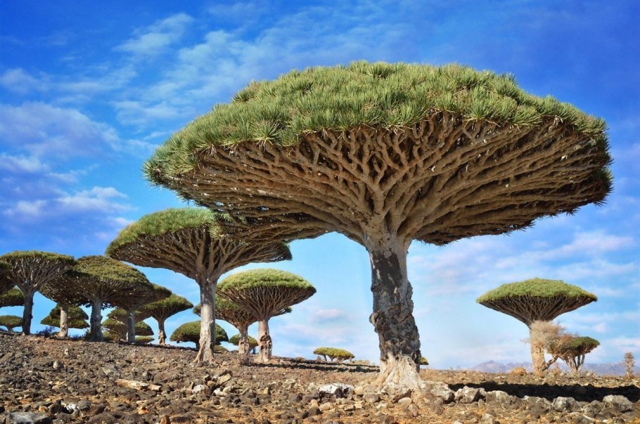 Вельвичия мирабилис Welwitschia Mirabilis