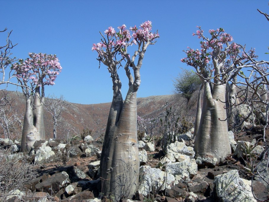 Сокотра (Socotra Island), Йемен