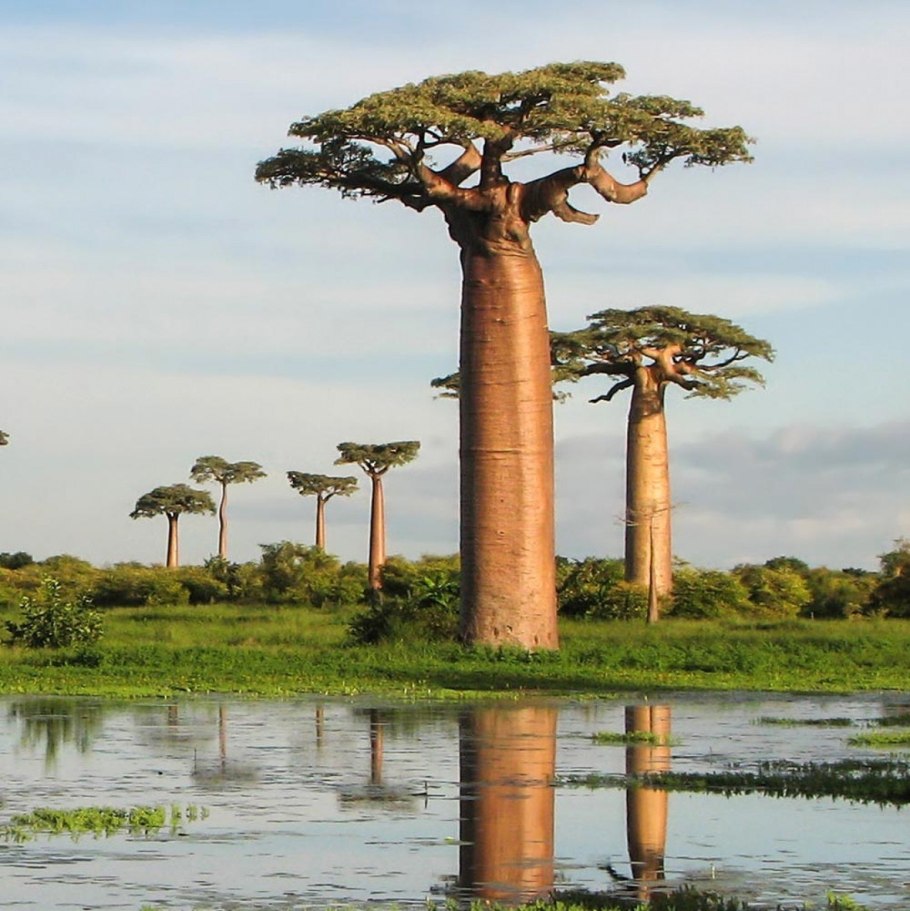 Adansonia digitata баобаб Адансония пальчатая