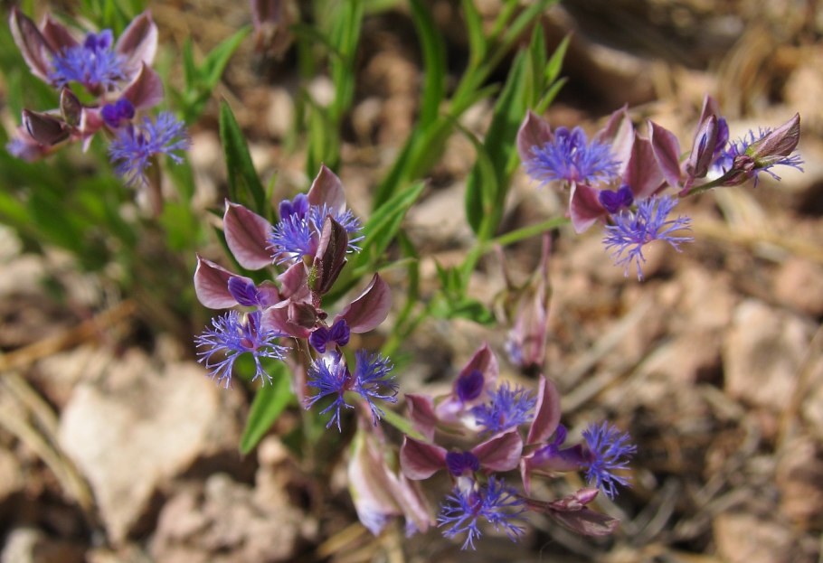 Истод Сибирский Polygala sibirica