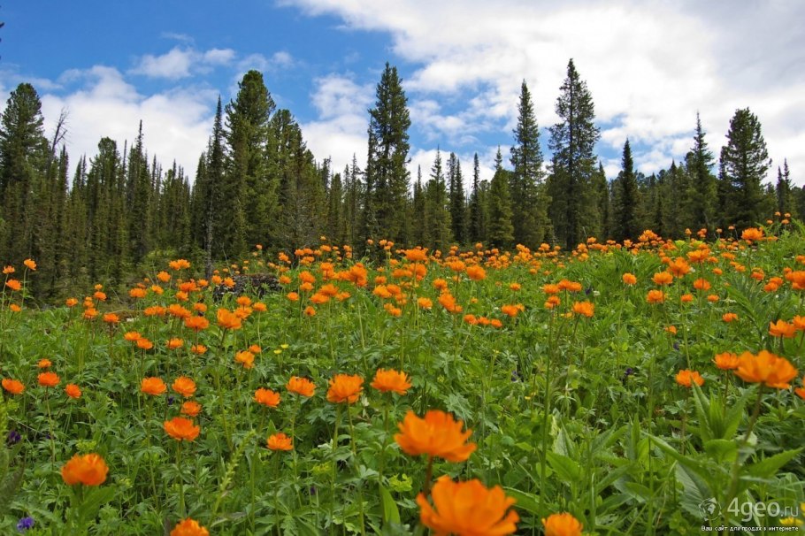 Саяны Красноярский край жарки