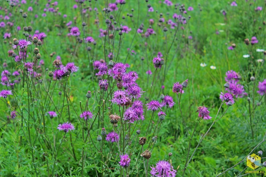 Медонос Василек Луговой