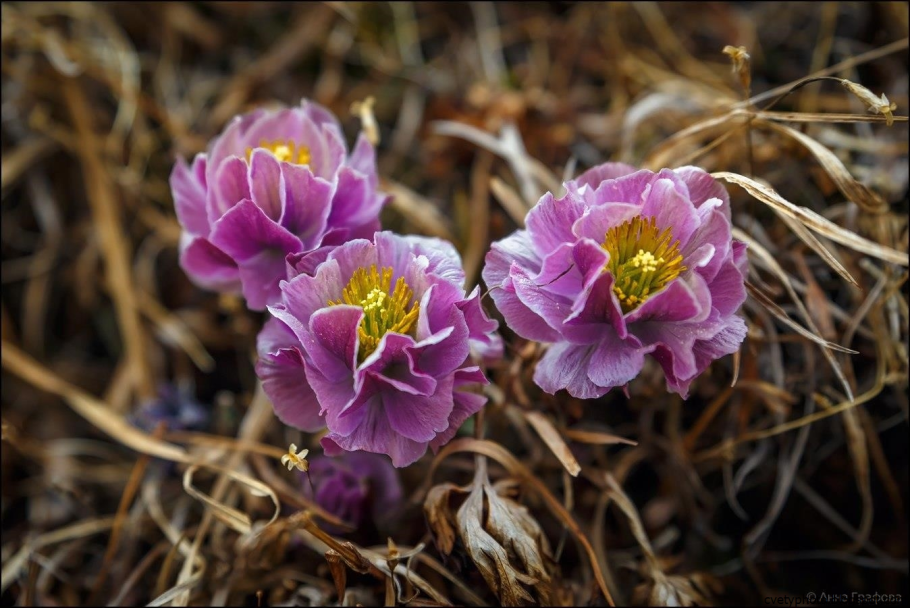 Купальница лиловая