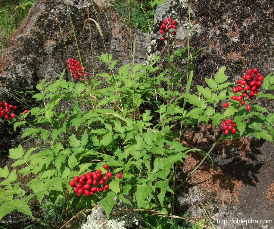 Воронец Колосистый. Воронец красноплодный