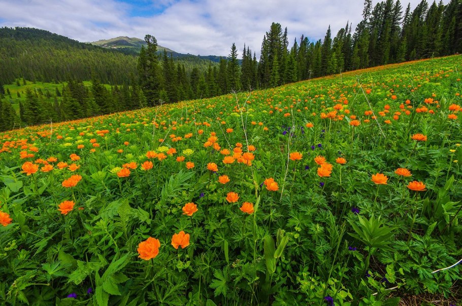 Купальница Горная Шория