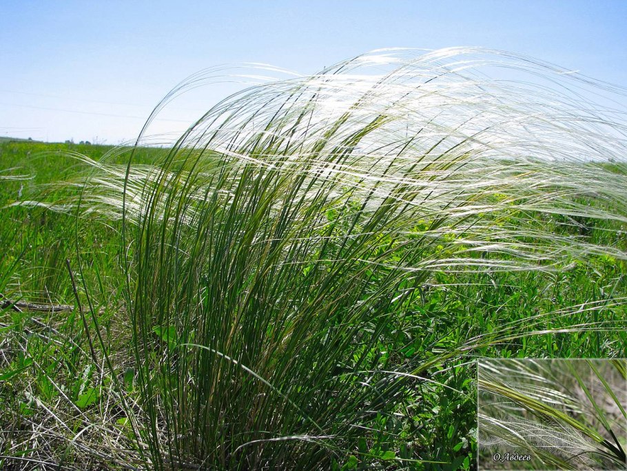 Ковыль перистый (Stipa pennata)