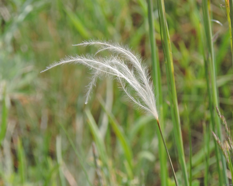 Ковыль перистый (Stipa pennata)