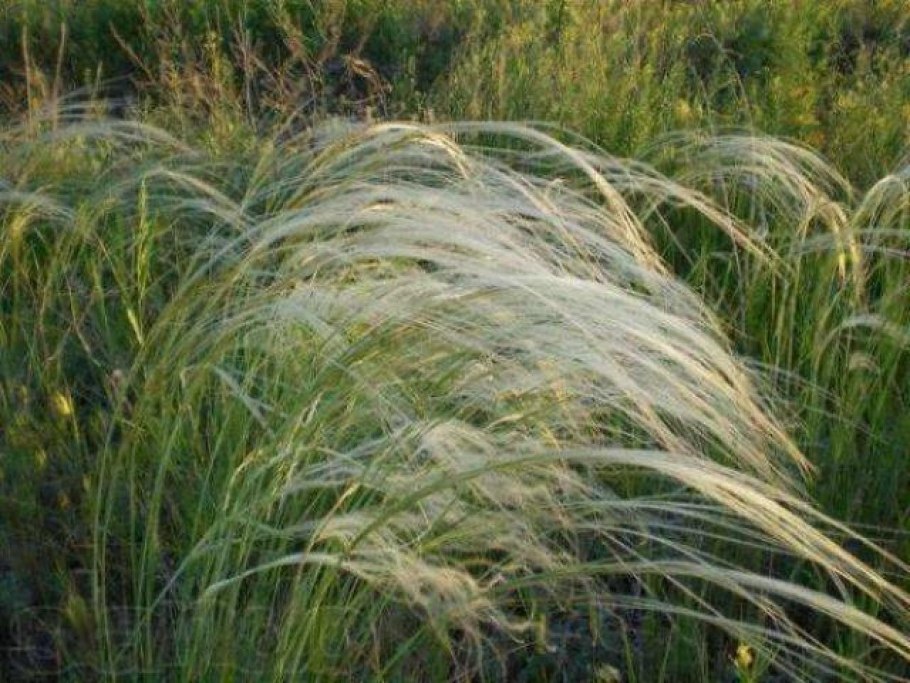 Ковыль перистый Stipa pennata семена
