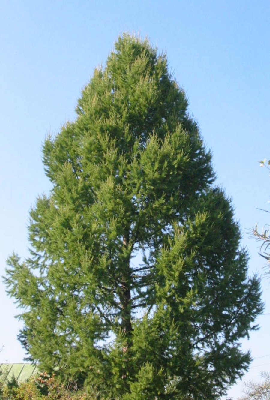 Лиственница Гмелина