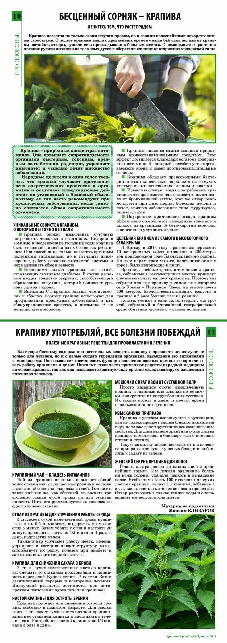 Крапива дикорастущие лекарственные растения