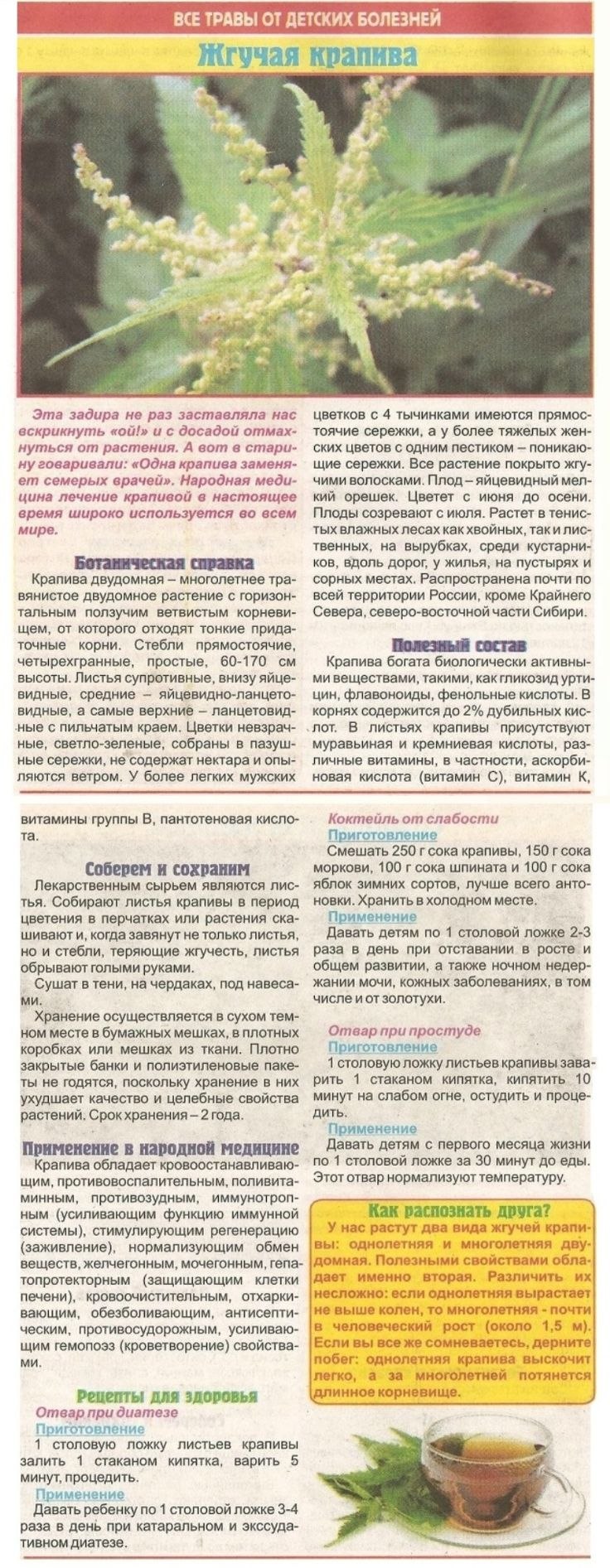 Крапива двудомная настой