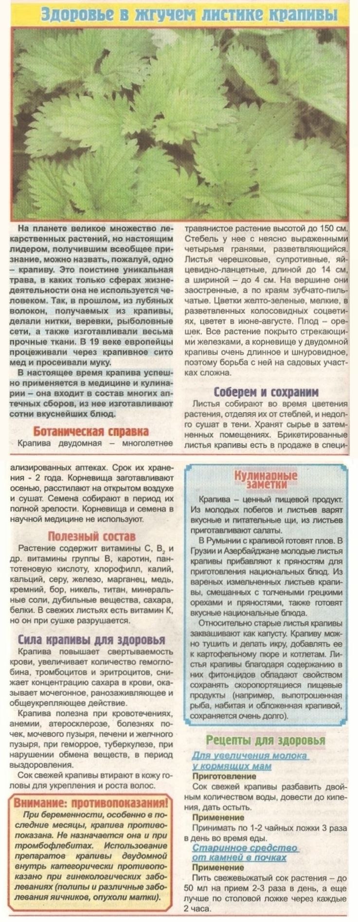 Крапива двудомная сбор