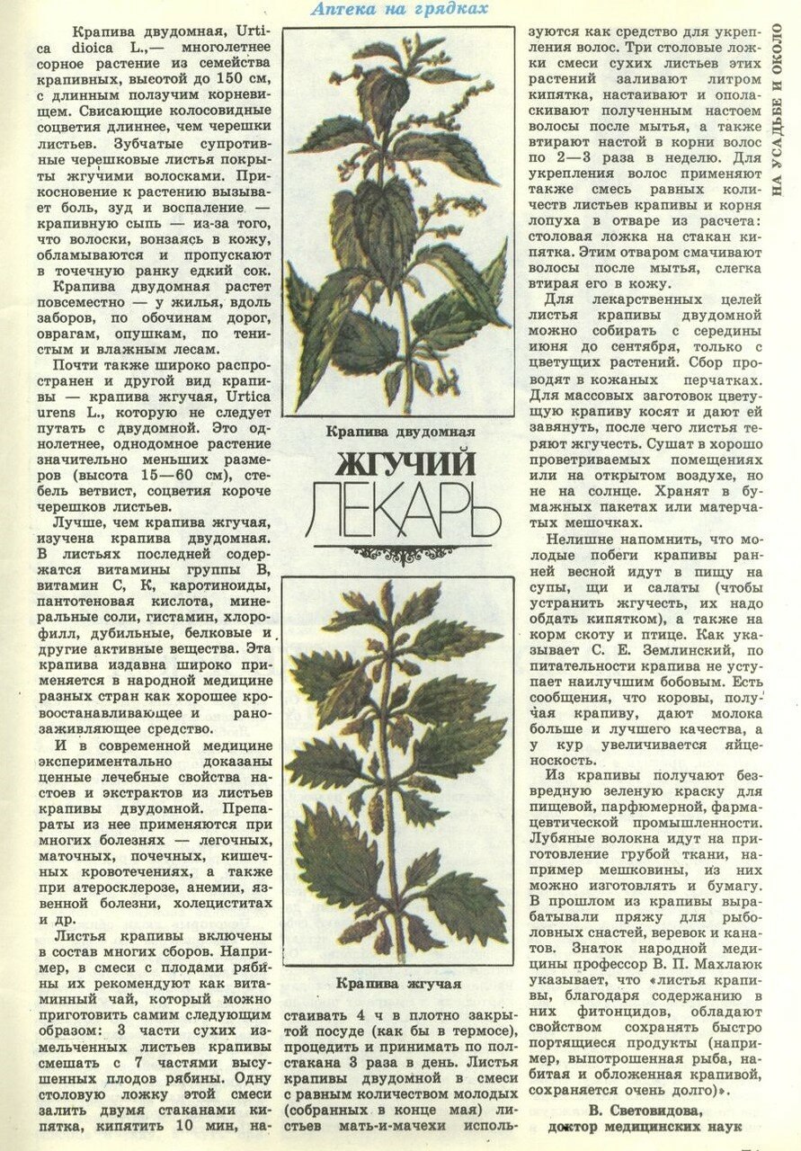 Крапива двудомная