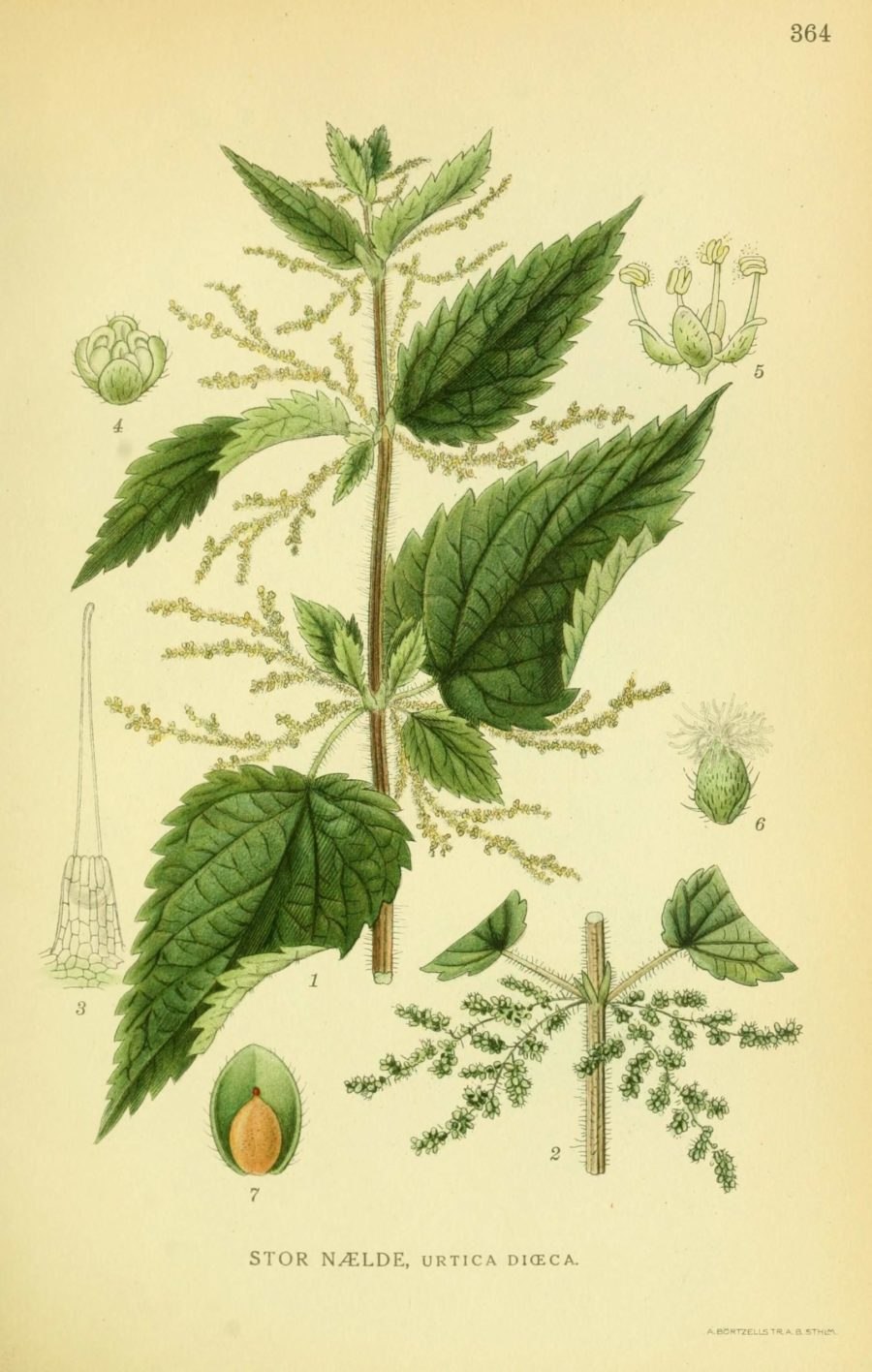 Крапива двудомная (Urtica dioica l.)