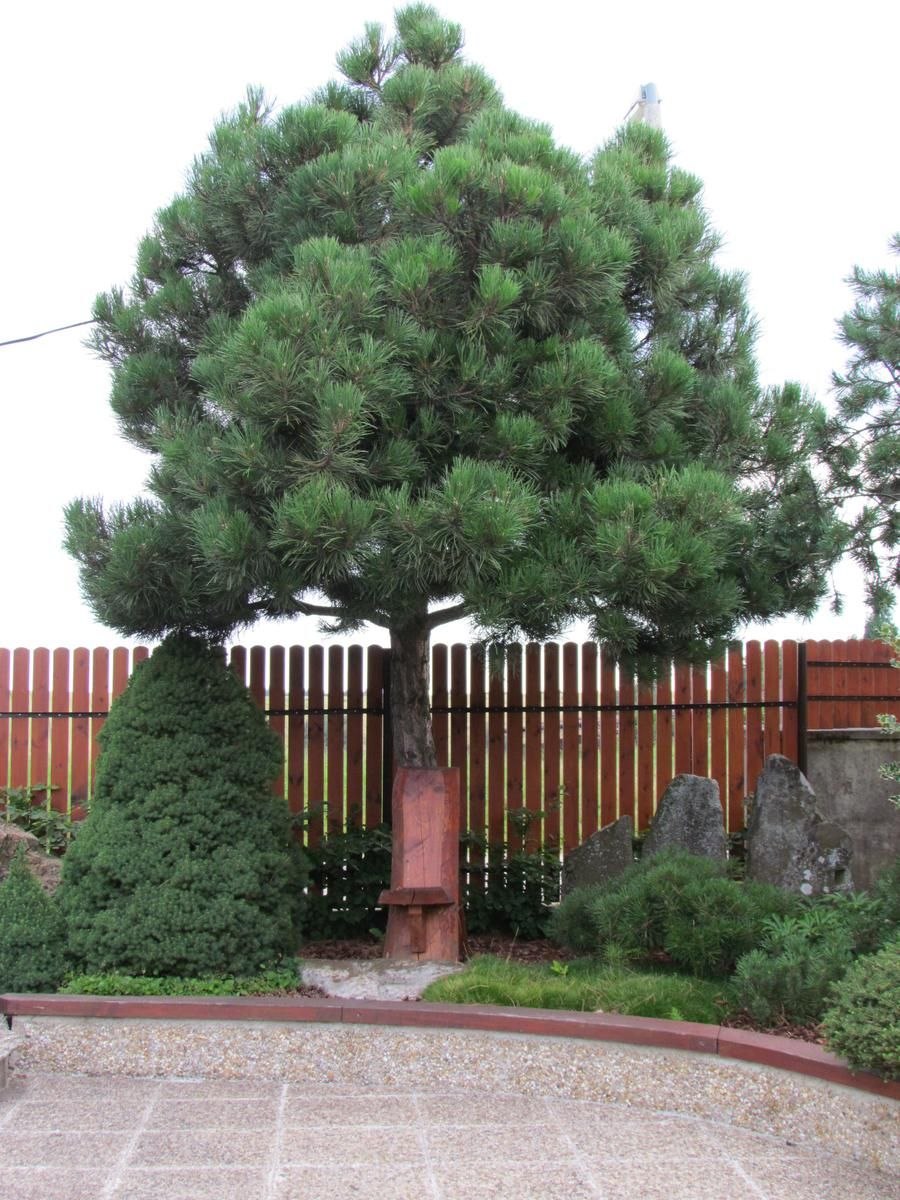 Ель обыкновенная Солитер