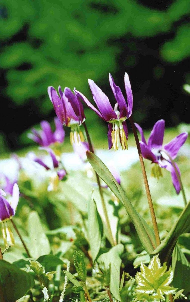 Кандык Erythronium dens-canis