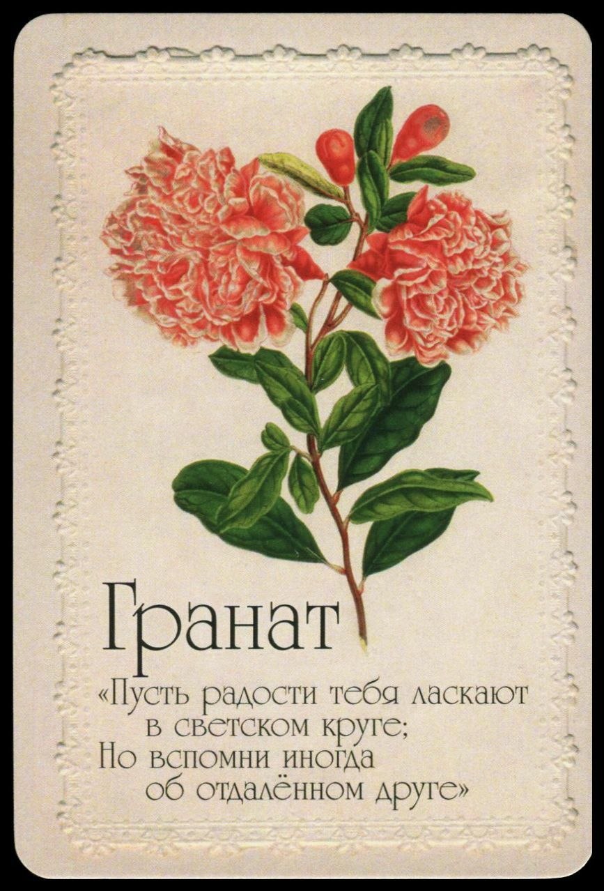 Lingual Flowers of Compound Flowers