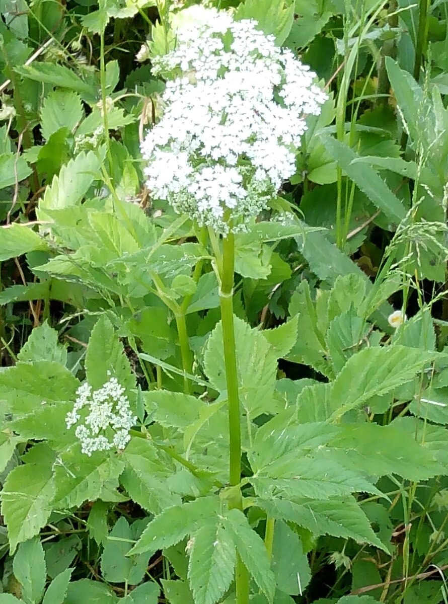 Сорняки полезные для здоровья