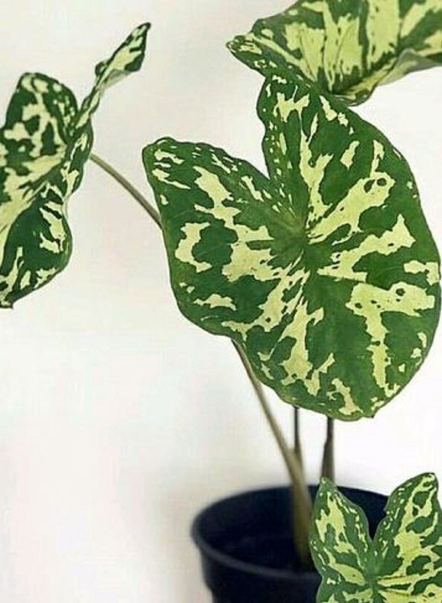 Каладиум White Queen