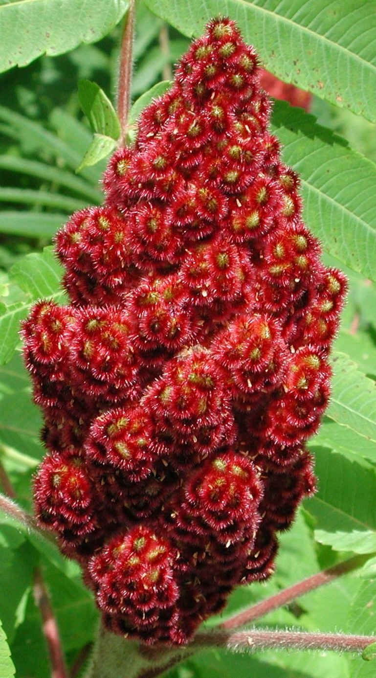 Сумах Rhus typhina