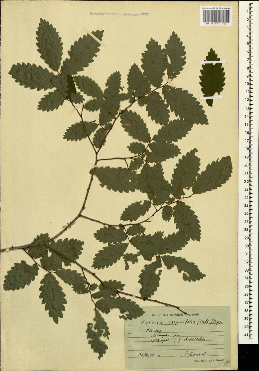 Дзельква пильчатая (Zelkova serrata p9)
