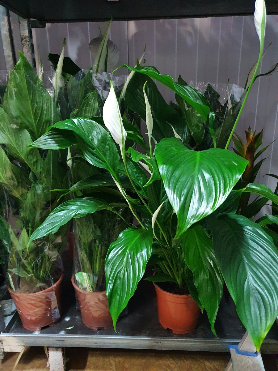 Спатифиллум кватро