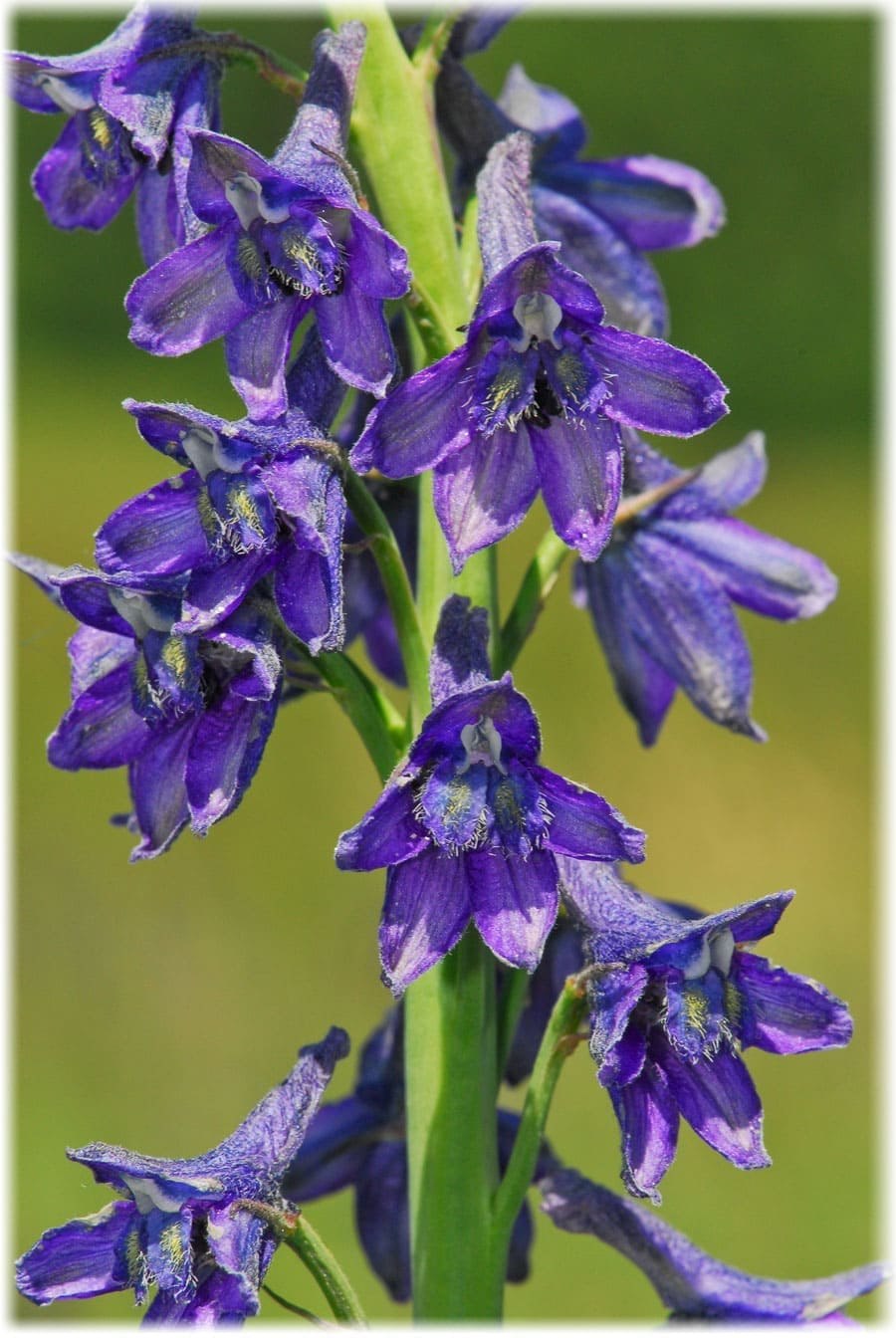 Консолида живокость Полевая