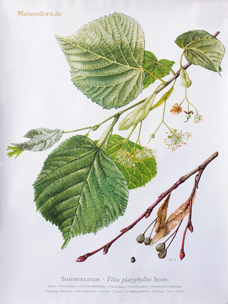 Осина Ботаническая иллюстрация