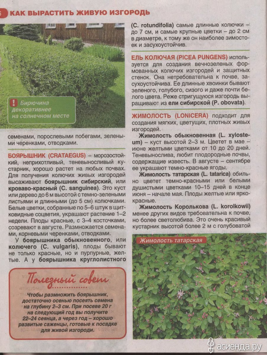 Дерен белый Сибирика Вариегата описание