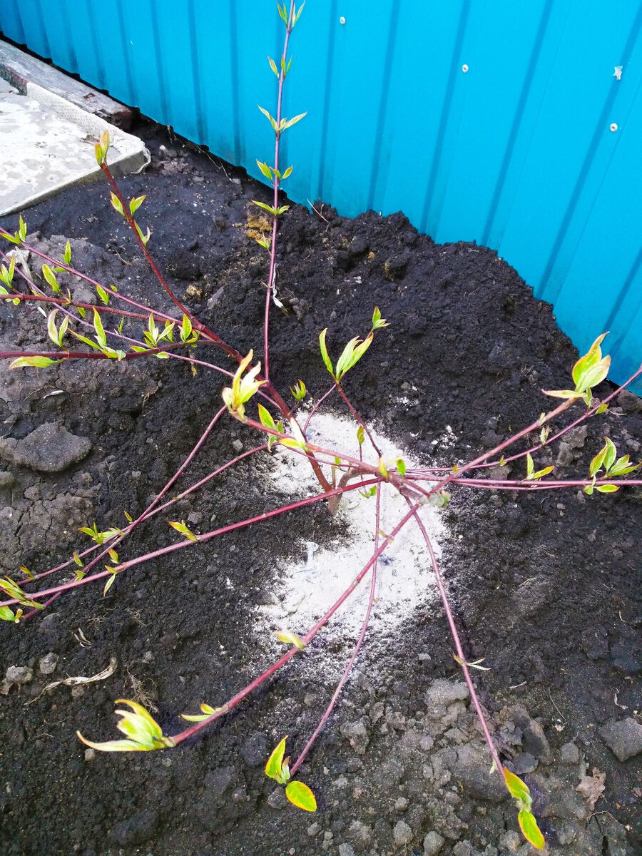 Дерен белый Росток