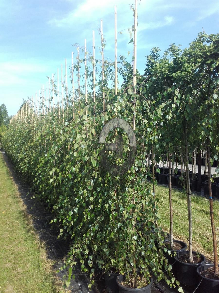 Береза повислая осень