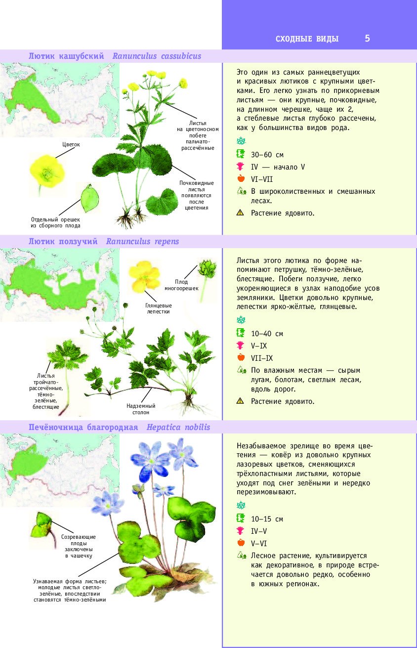 Книга лучший определитель растения России