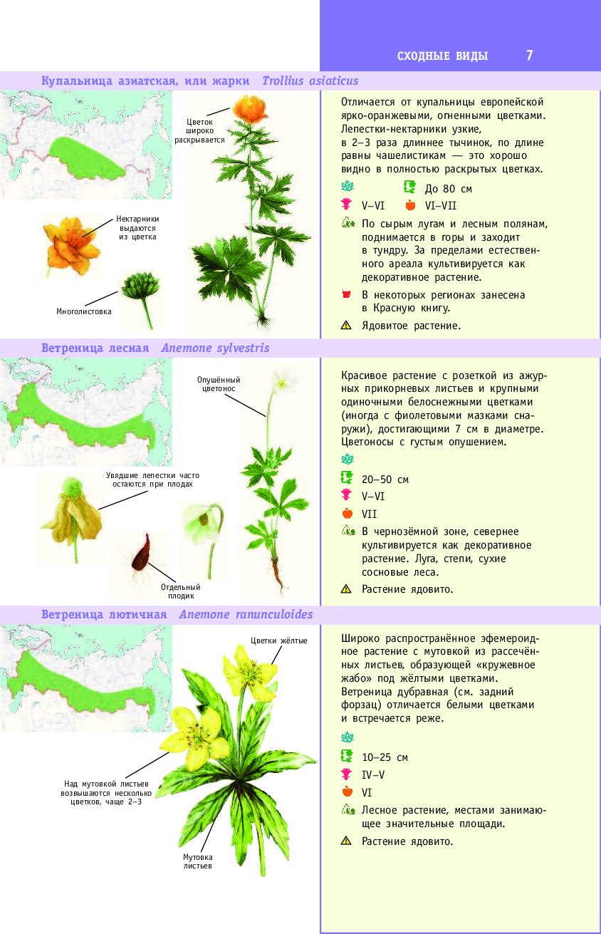 Биг сур Калифорния Долина калл