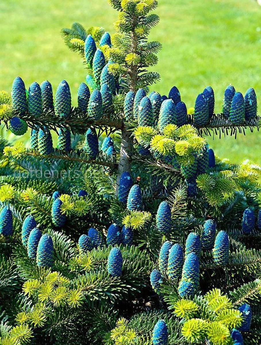 Пихта корейская Abies Koreana